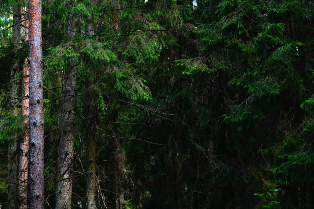 Abete rosso (picea) foresta selvatica scura. - foto stock
