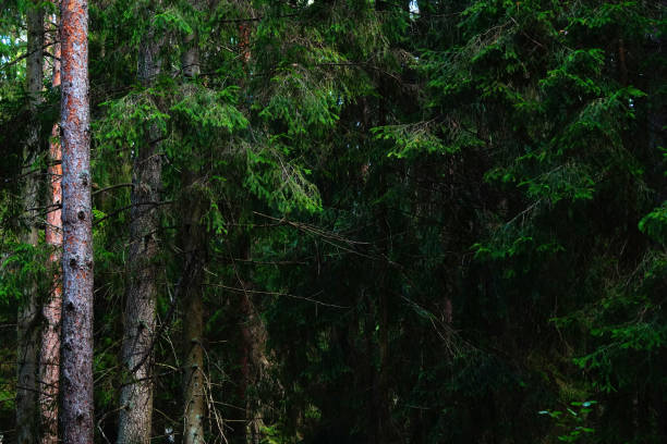 Abeto (picea) floresta selvagem escura. - foto de acervo