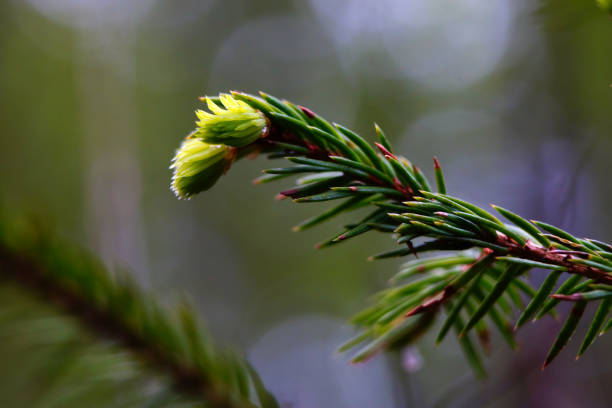 Abete rosso (picea). Nuova vita. - foto stock