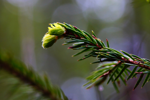 spruce branch close-up