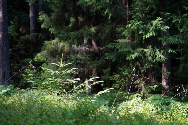Piccolo abete rosso tra l'erba della foresta. - foto stock