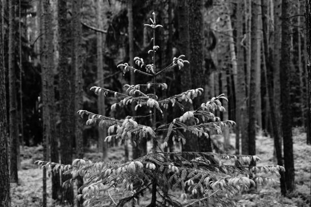 Árvore de Natal em uma floresta de coníferas. Foto em preto e branco. - foto de acervo