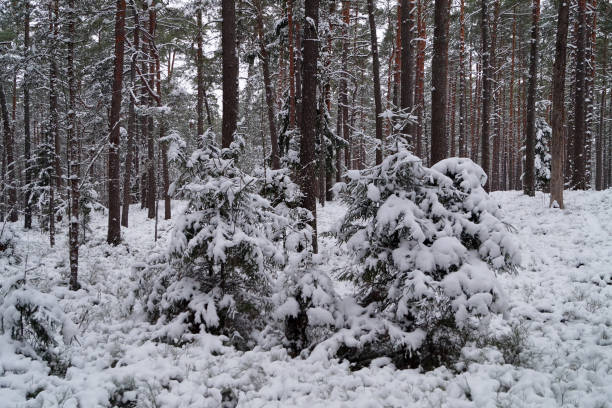 Due alberi di Natale coperti di neve in una foresta invernale. - foto stock