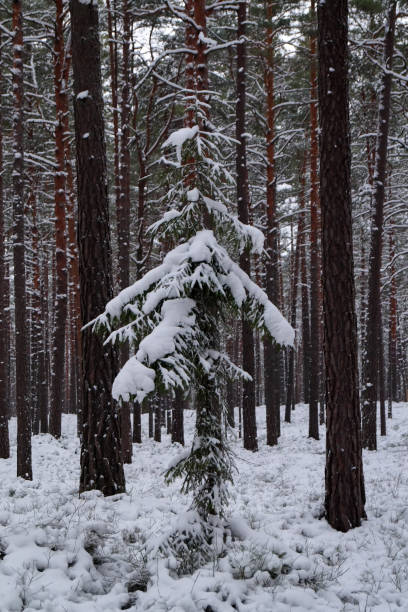 Abete rosso innevato (picea) in una foresta invernale. - foto stock