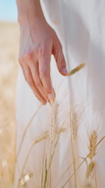 Woman hands touching spikelets vertical closeup. Girl fingertips inspect wheat