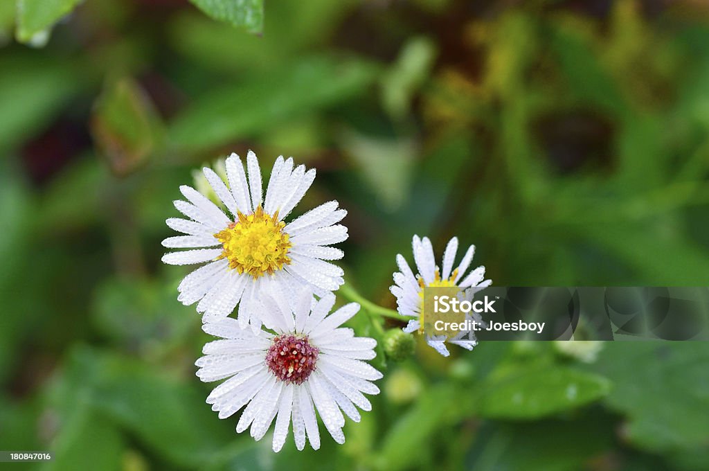 Margherita comune, Leucanthemum vulgare, Rugiada - Foto stock royalty-free di Acqua