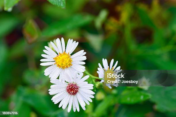 Margherita Comune Leucanthemum Vulgare Rugiada - Fotografie stock e altre immagini di Acqua - Acqua, Ambientazione esterna, Annuale - Attributo floreale