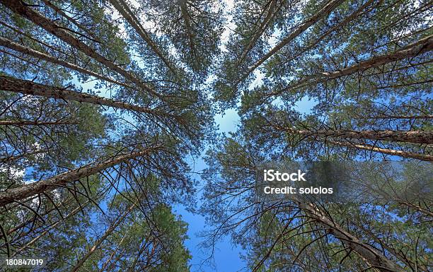 Wyszukiwanie W Pine Forest - zdjęcia stockowe i więcej obrazów Bez ludzi - Bez ludzi, Bezchmurne niebo, Brązowy