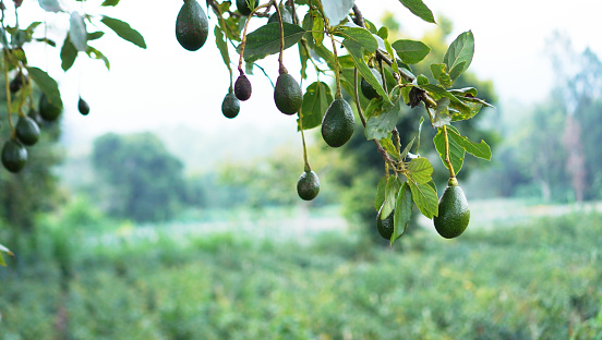 Branch of avocado tree with small young green fruits grows in the highlands. Fresh avocado tree on natural blur green bokeh garden background.