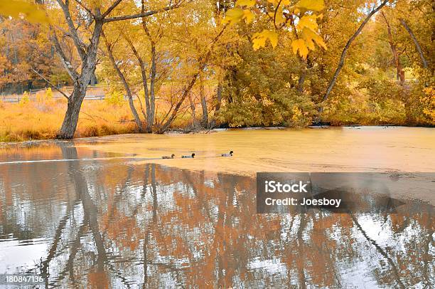 Monocacy Pato Estanque En Otoño Campo De Batalla Foto de stock y más banco de imágenes de Agua - Agua, Frederick, Lago de Burton Mill