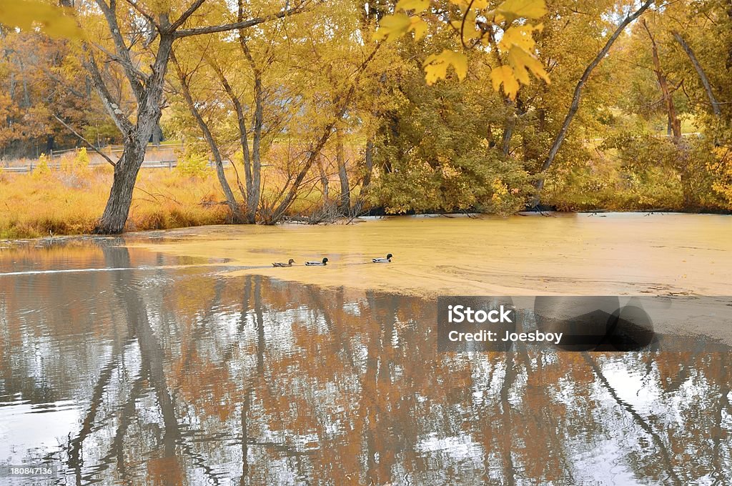 Monocacy поле боя Duck Пруд в Осень - Стоковые фото Burton Mill Pond роялти-фри
