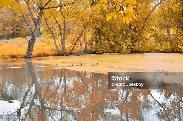 Monocacy Поле Боя Duck Пруд В Осень — стоковые фотографии и другие картинки Burton Mill Pond - Burton Mill Pond, Вода, Мэриленд - штат