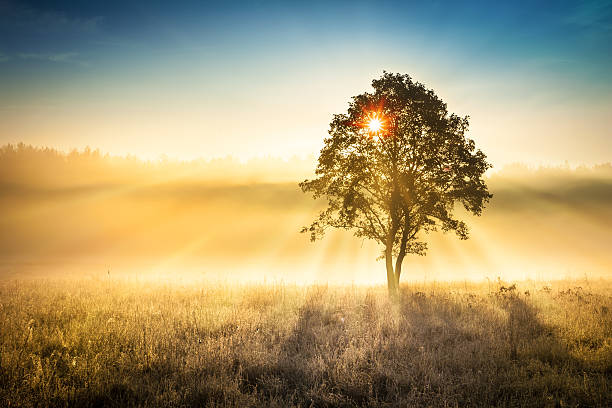 istock Sun Shining through the Tree - Foggy Sunrise Landscape 180847204