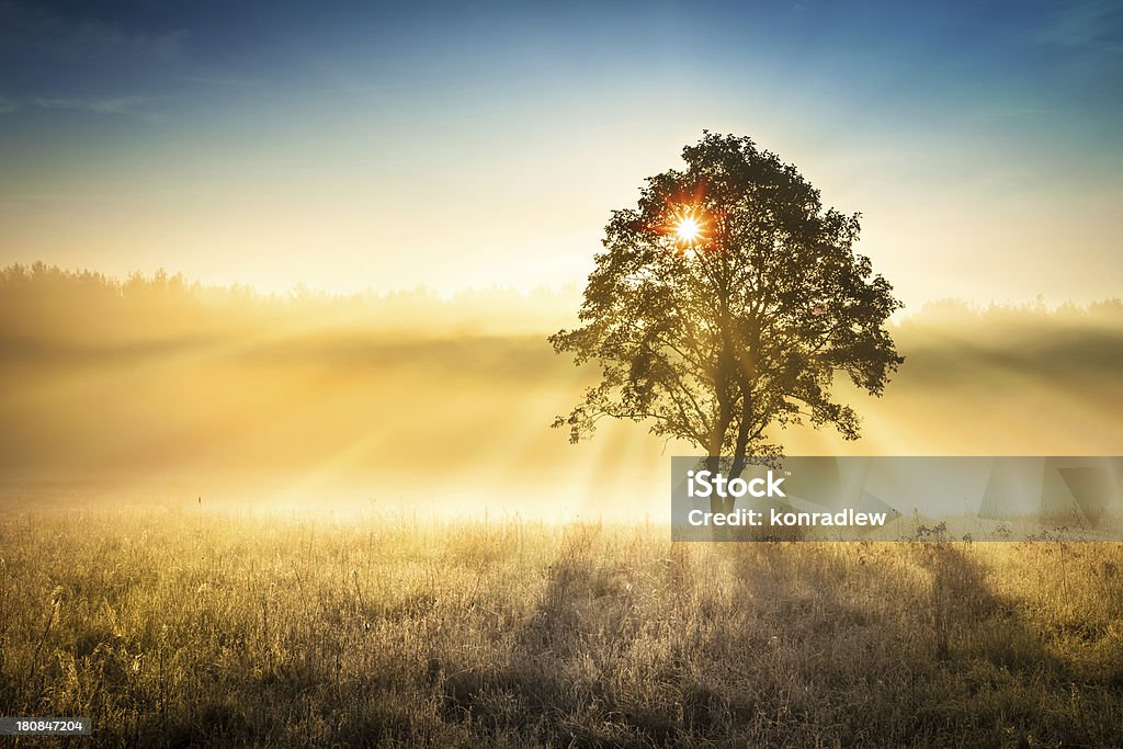 Sun Shining through the Tree - Foggy Sunrise Landscape Agricultural Field Stock Photo