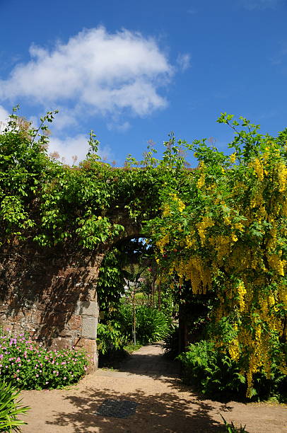 jardim de verão, u. k. - laburnum uk british culture rural scene - fotografias e filmes do acervo