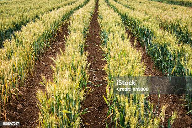 Пшеница — стоковые фотографии и другие картинки Белый - Белый, Вегетарианское питание, Горизонтальный