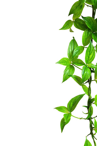 istock Green leaves isolated on white 180847470