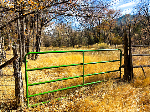 Santa Fe, NM: Wild Yellow Grasses in Autumn Meadow