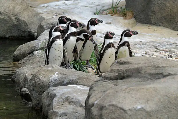 A group of Humboldt Penquins stand together looking off their left at a disturbance.