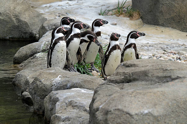 пингвинов гумбольдта - humboldt penguin стоковые фото и изображения