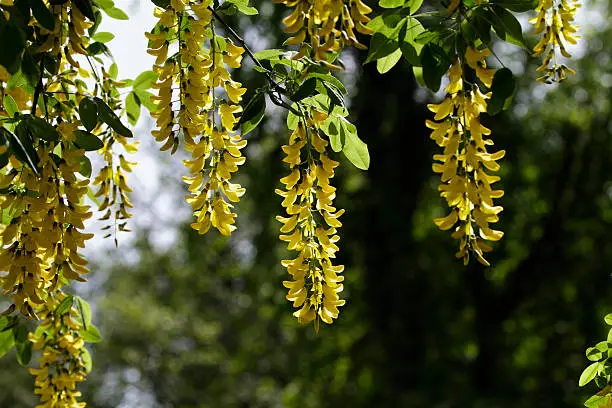 The bright yellow flowers of a laburnum tree are most often seen in carefully-tended gardens. This one is growing semi-wild, in an area tended for public enjoyment for the last 100 years – Wandsworth Common in London, England. Laburnum is the name given to this plant by the Romans when they came to Britain. Beautiful but poisonous, the tree famously provided wood for cabinet makers.  It is also known as golden chain, because of the way in which the yellow leguminous flowers dangle.