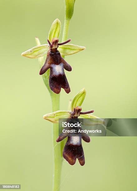 Photo libre de droit de Ophrys Insectifera Le Fly Orchid banque d'images et plus d'images libres de droit de Beauté de la nature - Beauté de la nature, Diptère, Espace texte