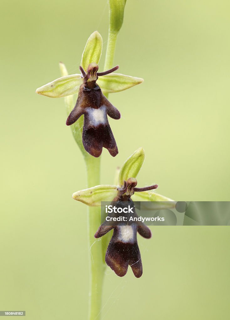Ophrys insectifera, a voar Orchid - Foto de stock de Animais em Extinção royalty-free