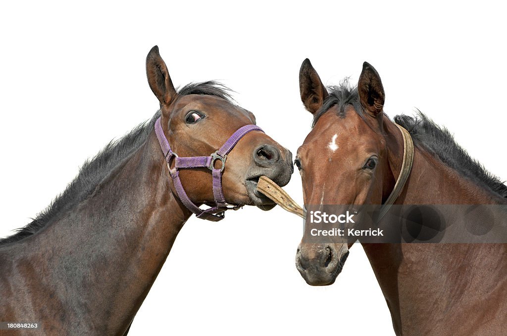 Warmblood Foam Hand spielen zusammen-isoliert auf Weiß - Lizenzfrei Braun Stock-Foto