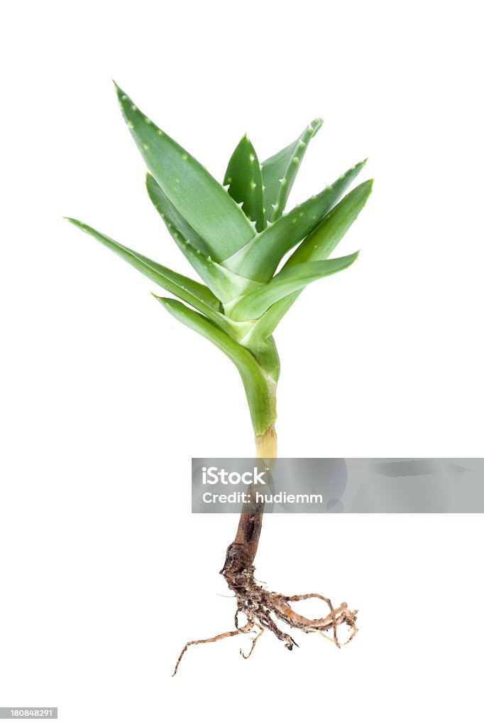 Aloe vera Isoliert - Lizenzfrei Sukkulente Stock-Foto