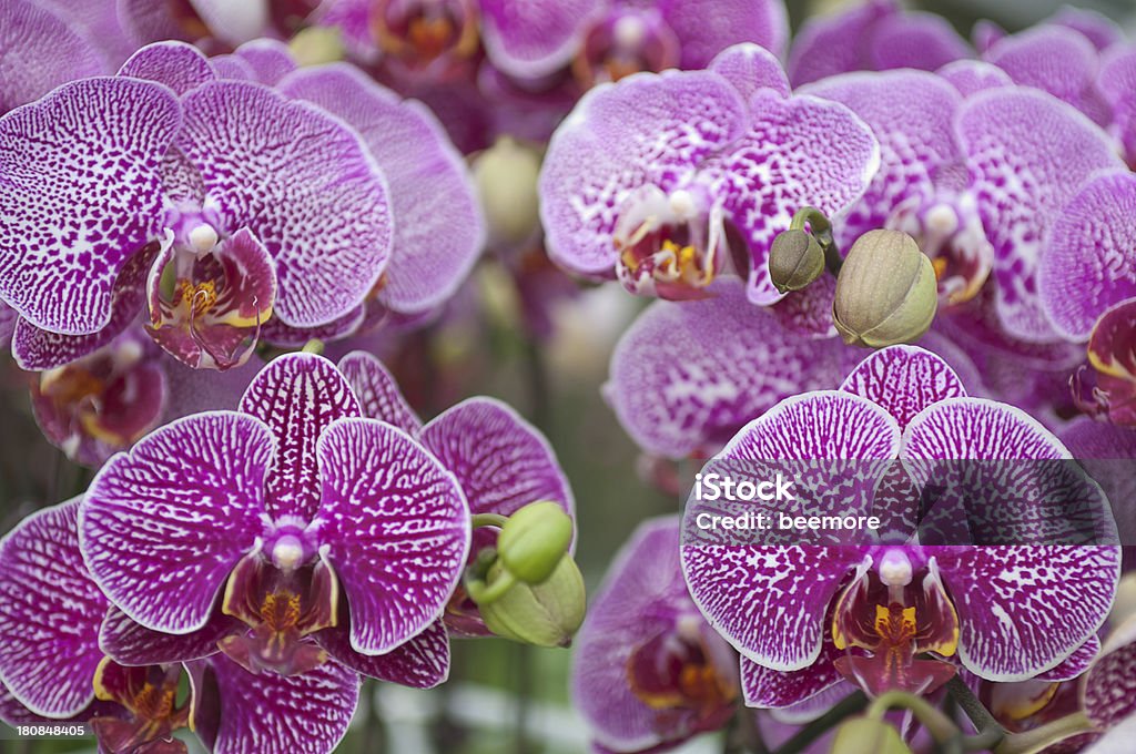 Borboleta de Taiwan Orquídea - Royalty-free Botânica - Ciência de plantas Foto de stock