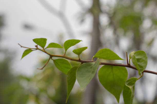 istock Bougainvillea Leaves 1808485448