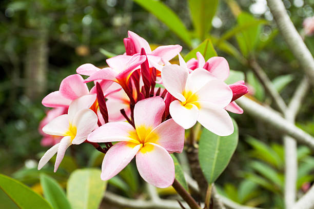 istock Little beauty flowers 180848632