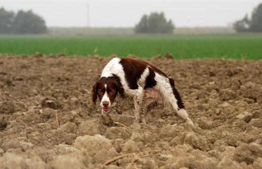 Hunting dog looking for game in a field