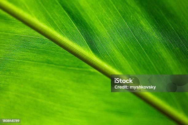 Palm Leaf Stockfoto und mehr Bilder von Nervatur - Nervatur, Grün, Bananenstaude