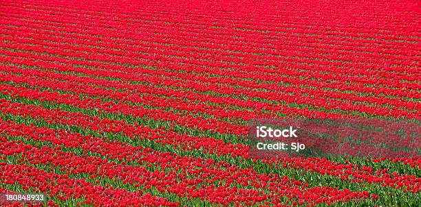 Tulipanes Rojos Foto de stock y más banco de imágenes de Agricultura - Agricultura, Aire libre, Ajardinado