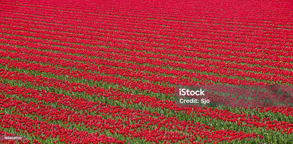 Czerwone tulipany - Zbiór zdjęć royalty-free (Bez ludzi)