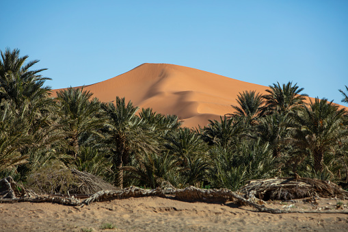 An oasis in the Sahara desert in Morocco with a plantation of date palm trees in front of a giant sand dune