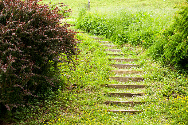 Buttercup covered garden steps, Mapperton House, Dorset