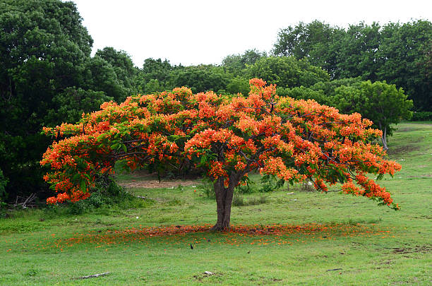 blooming red flambouyant tree in green pasture among trees