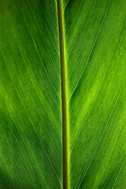 feuille de palmier - chlorophyll striped leaf natural pattern photos et images de collection