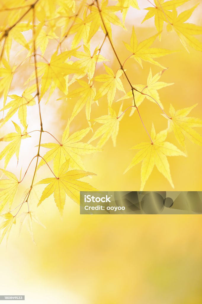 Herbst gelbe Blätter - Lizenzfrei Ast - Pflanzenbestandteil Stock-Foto