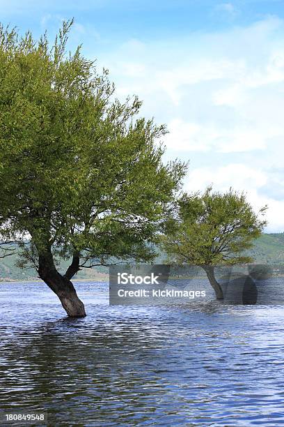 Árvores Na Água - Fotografias de stock e mais imagens de Ao Ar Livre - Ao Ar Livre, Beleza natural, Cena Não Urbana