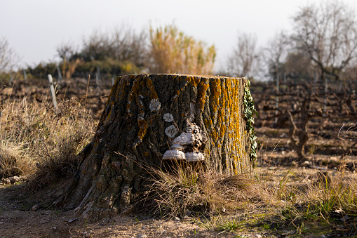 An old cut tree trunk, inhabited by fungi, next to a dirt road in the countryside, near Borja, Zaragoza, Spain.