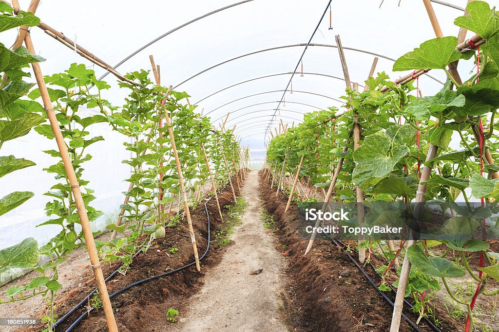 Fileiras de plantas de melão Symmetric em estufa - Foto de stock de Agricultura royalty-free