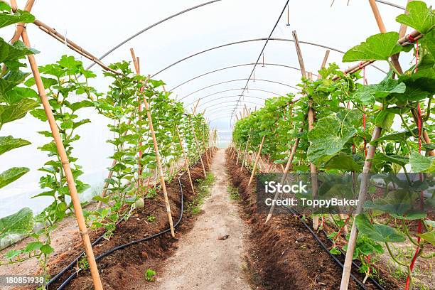 Foto de Fileiras De Plantas De Melão Symmetric Em Estufa e mais fotos de stock de Agricultura - Agricultura, Alimentação Saudável, Colheita