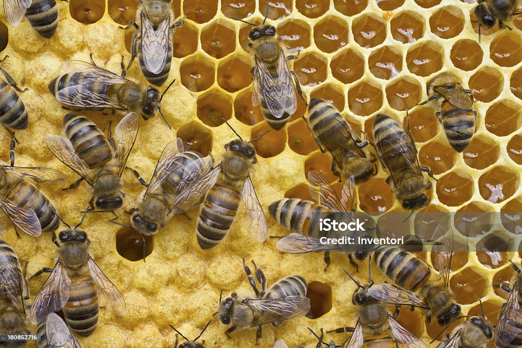 Trwałość i reprodukcja pszczół - Zbiór zdjęć royalty-free (Bliskie zbliżenie)