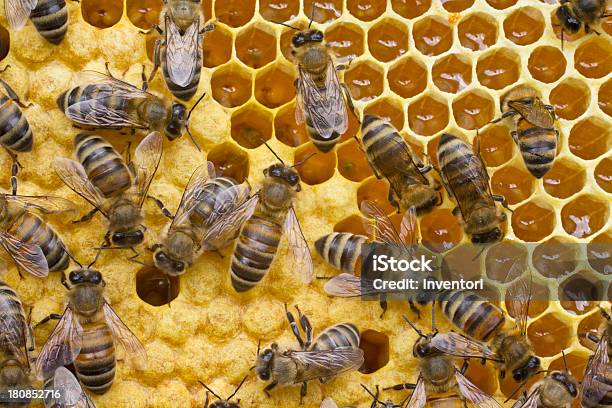 Trwałość I Reprodukcja Pszczół - zdjęcia stockowe i więcej obrazów Bliskie zbliżenie - Bliskie zbliżenie, Czynność, Fotografika