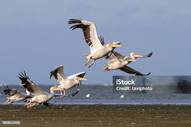 Photo libre de droit de Troupeau De Pelecanus Onocrotalus Décoller banque d'images et plus d'images libres de droit de Adulte - Adulte, Blanc, Colonie d'animaux