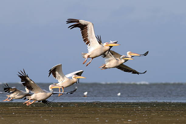 istock flock of pelecanus onocrotalus taking off 180852908