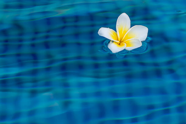istock Plumeria floating in the pool 180853201